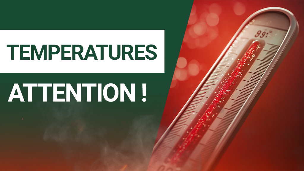Ideale Temperatur zur Lagerung von Tee und Matcha?