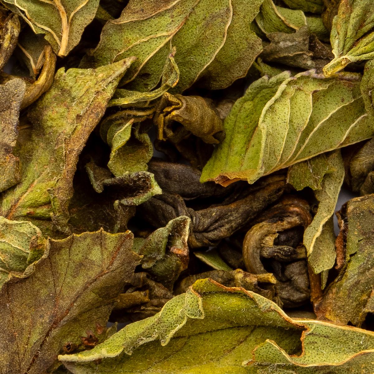 Bio Grüntee Oasis Poivrée, Geschmack Minze – Made in Thé, Nahaufnahme