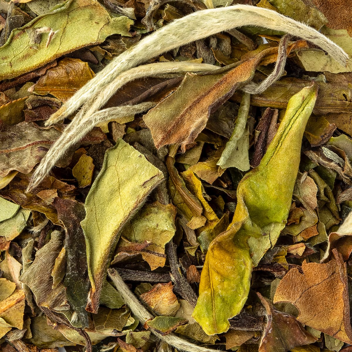 Bio Weißer Tee Pai Mu Tan – Made in Thé, Nahaufnahme