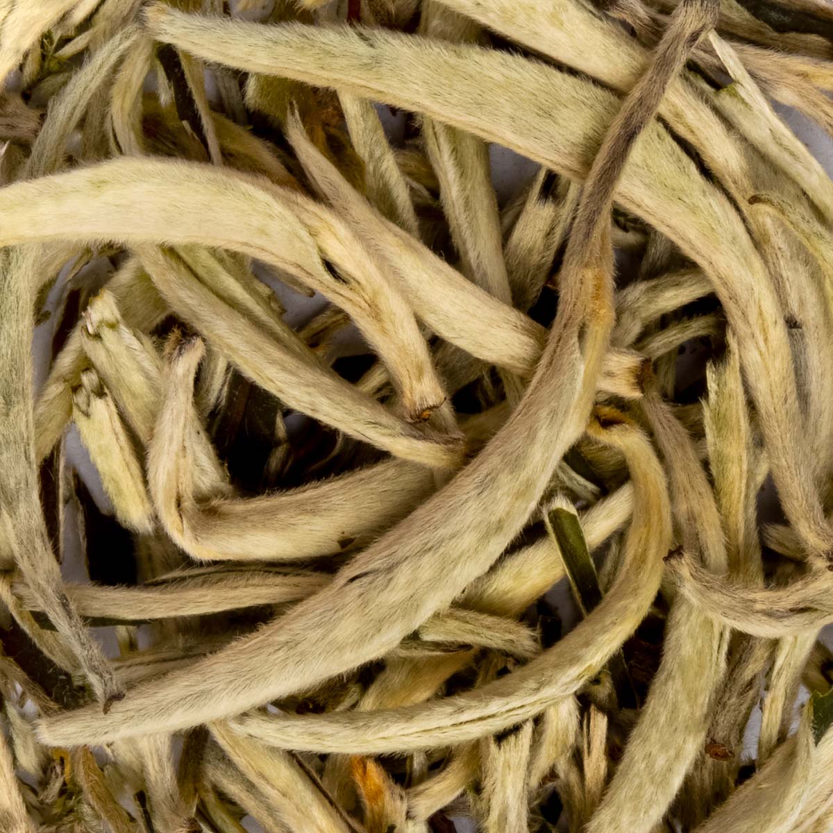 Bio Weißer Tee Yin Zhen Silverneedle – Made in Thé, Nahaufnahme