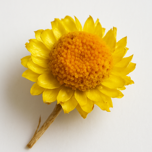 Strohblume (Immortelle)