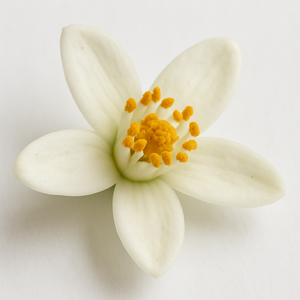 Orangenblüte