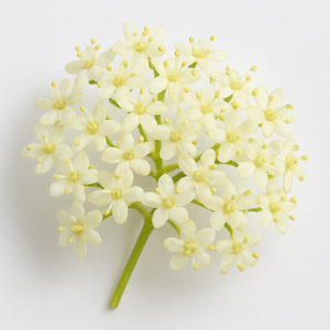 Holunderblüte