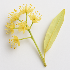 Lindenblüte