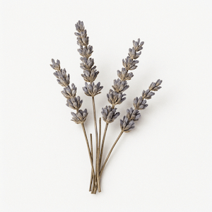 Lavendel