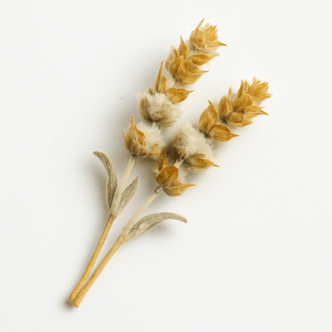 Sideritis