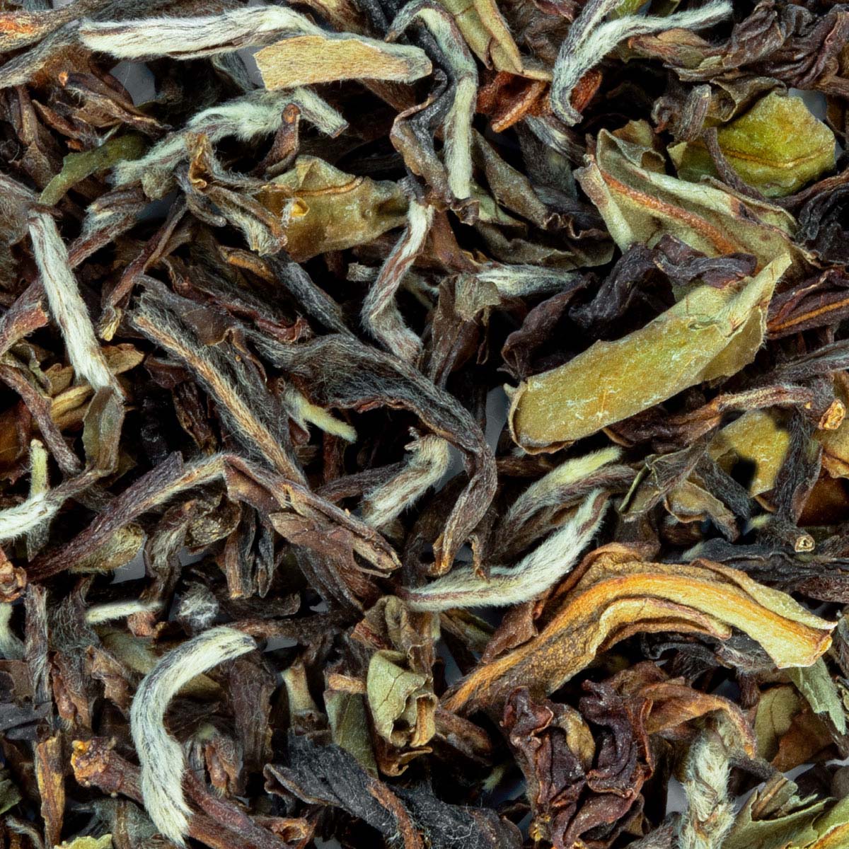 Bio Darjeeling Schwarztee SFTGFOP1 Phuguri 1st Flush (erste Ernte) – Made in Thé, Nahaufnahme