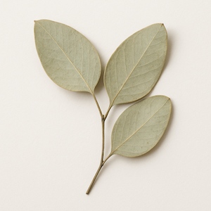Eukalyptus