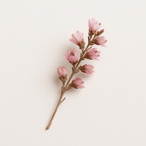 Heideblüte