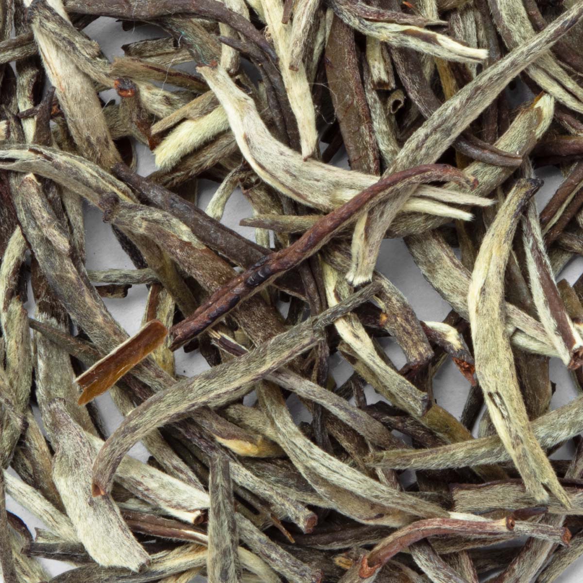 Bio Weißer Tee Mozambique Silver Tips – Made in Thé, Nahaufnahme